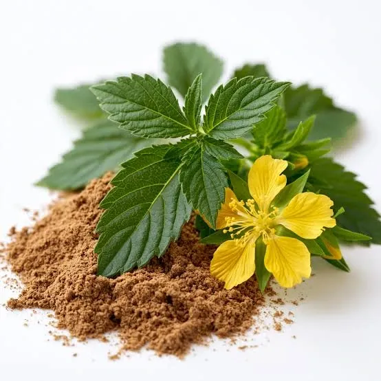 Damiana leaves and a yellow flower beside a pile of ground powder on white