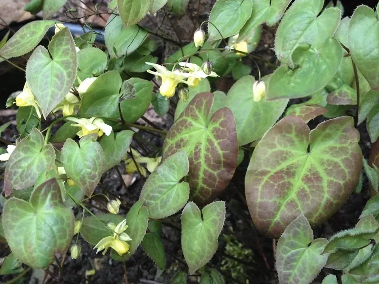 Epimedium plants with heart-shaped leaves and small yellow flowers