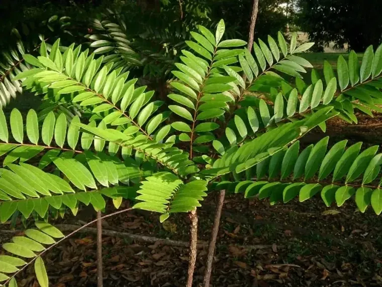 A young tongkat ali tree with long compound leaves